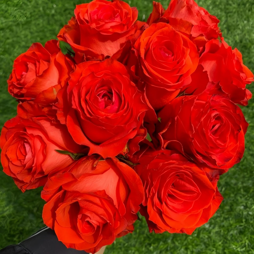 Sunset glow Rose Plant｜落霞 image 5