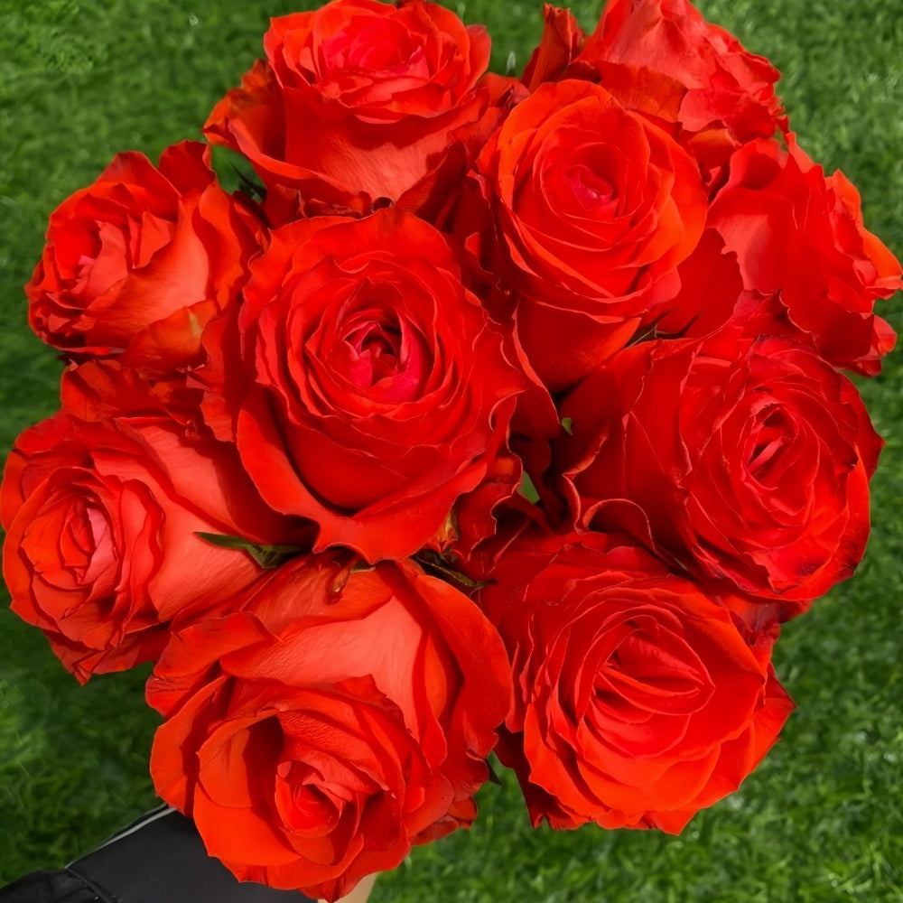 Sunset glow Rose Plant｜落霞 image 5