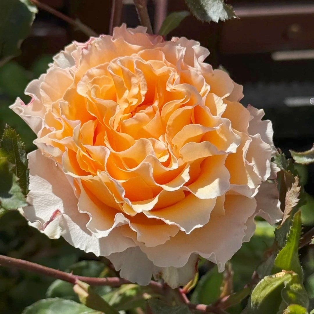La Campanella Rose Plant｜橙色舞裙 image 5