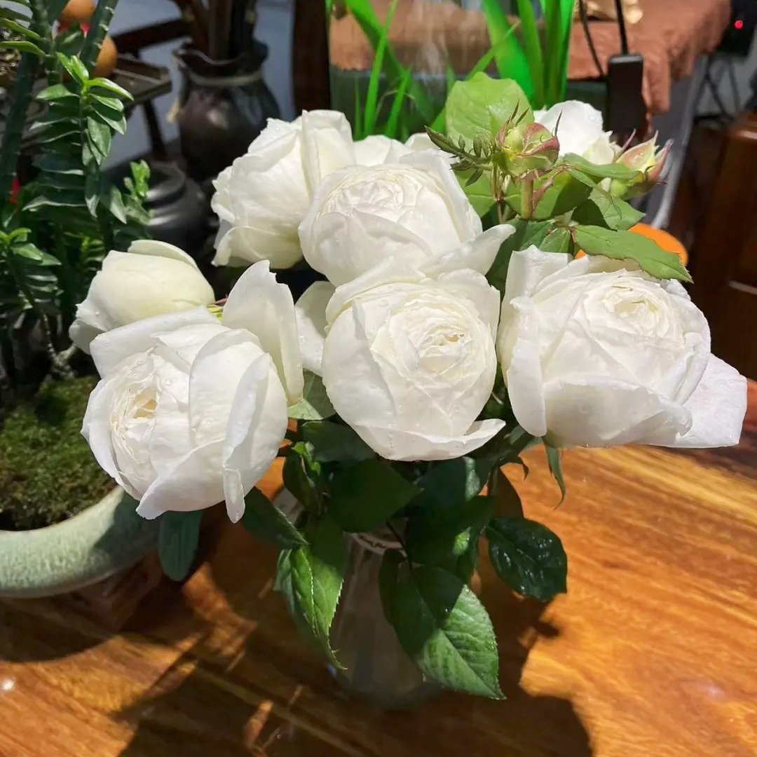 Yves Wedding Road Rose Plant|伊芙婚礼之路 image 4