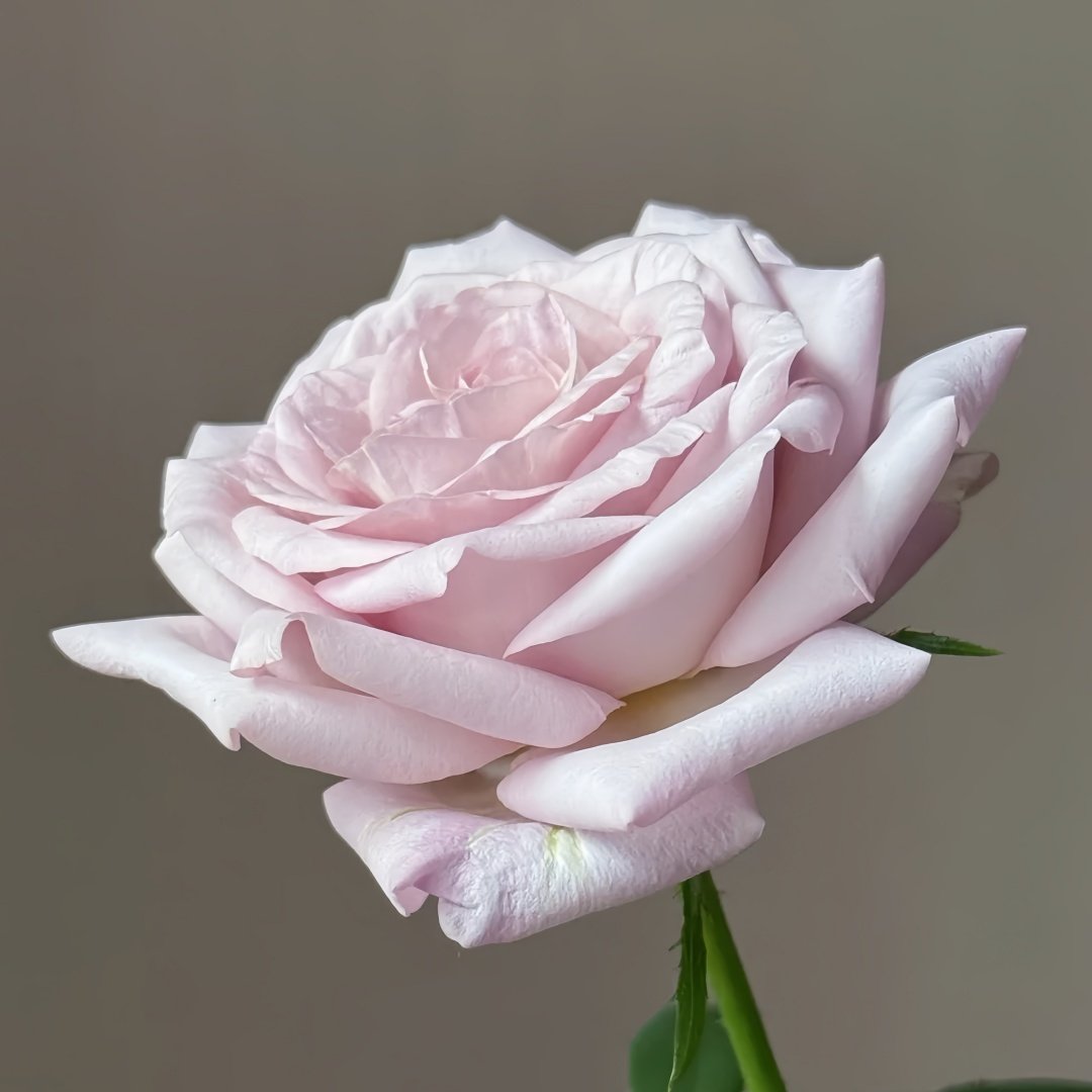 Bounty Way Rose Plant｜赏金之路 image 6