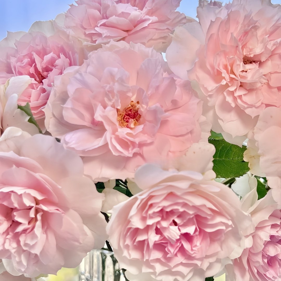 Shalimar Rose Plant｜夏莉玛 image 5