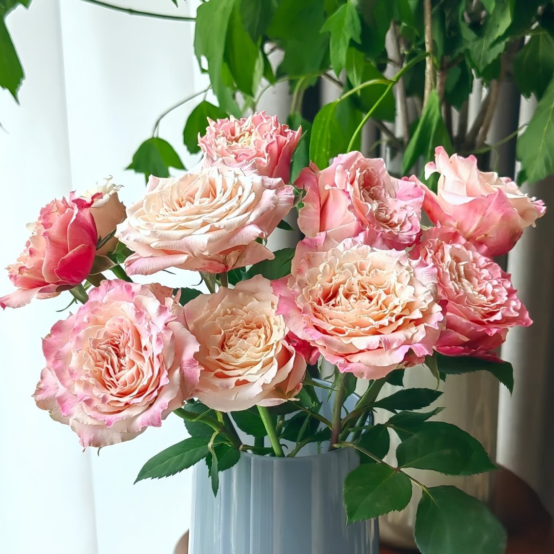 Taolesi Rose Plant|桃乐丝 image 4