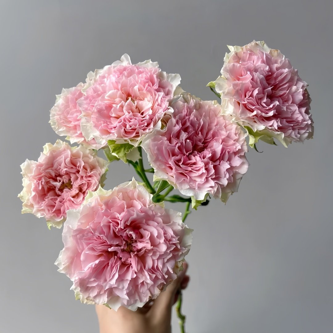Fancy Rora Rose Plant｜情迷罗拉 image 3