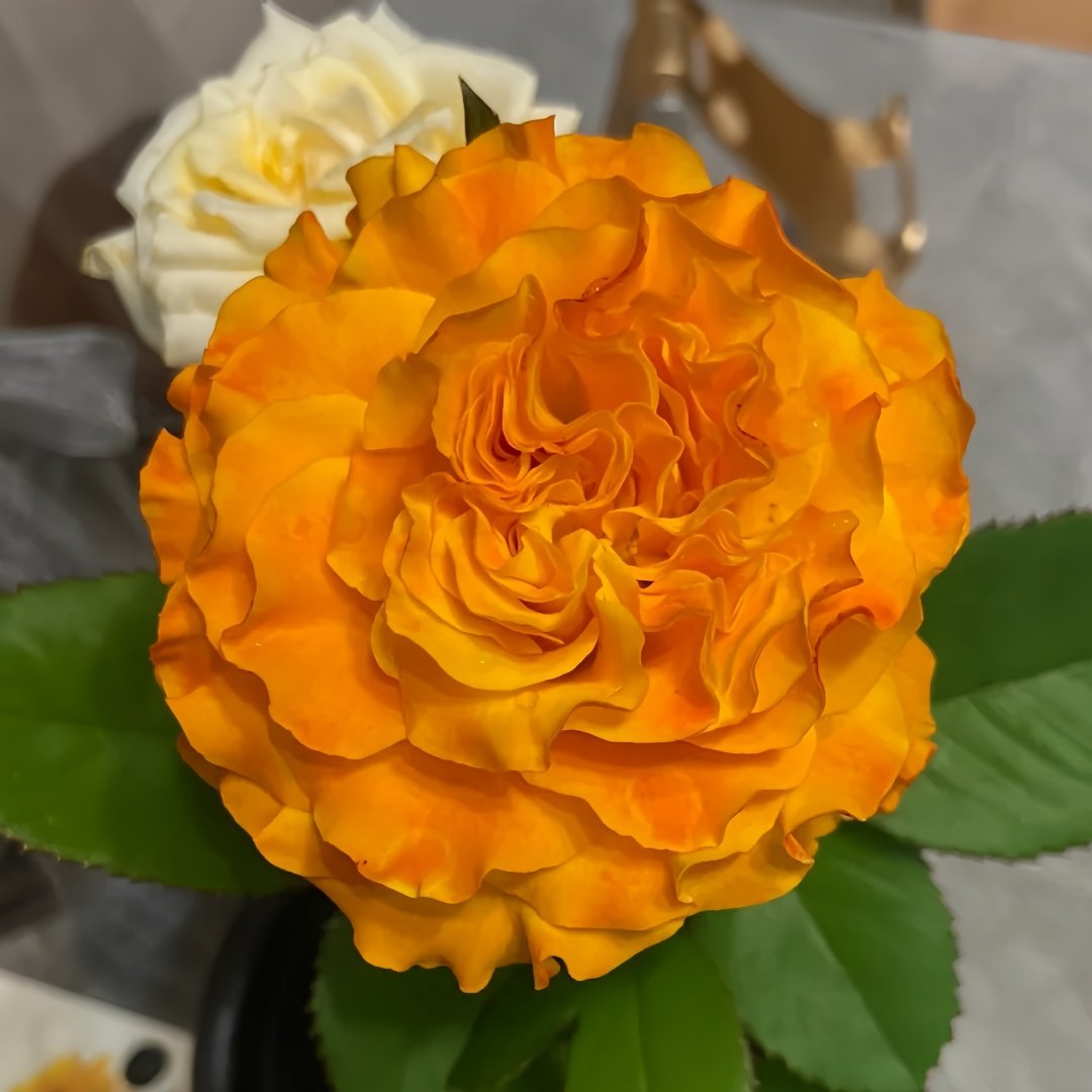 Orange Reeva Rose Plant｜橙色丽娃 image 0
