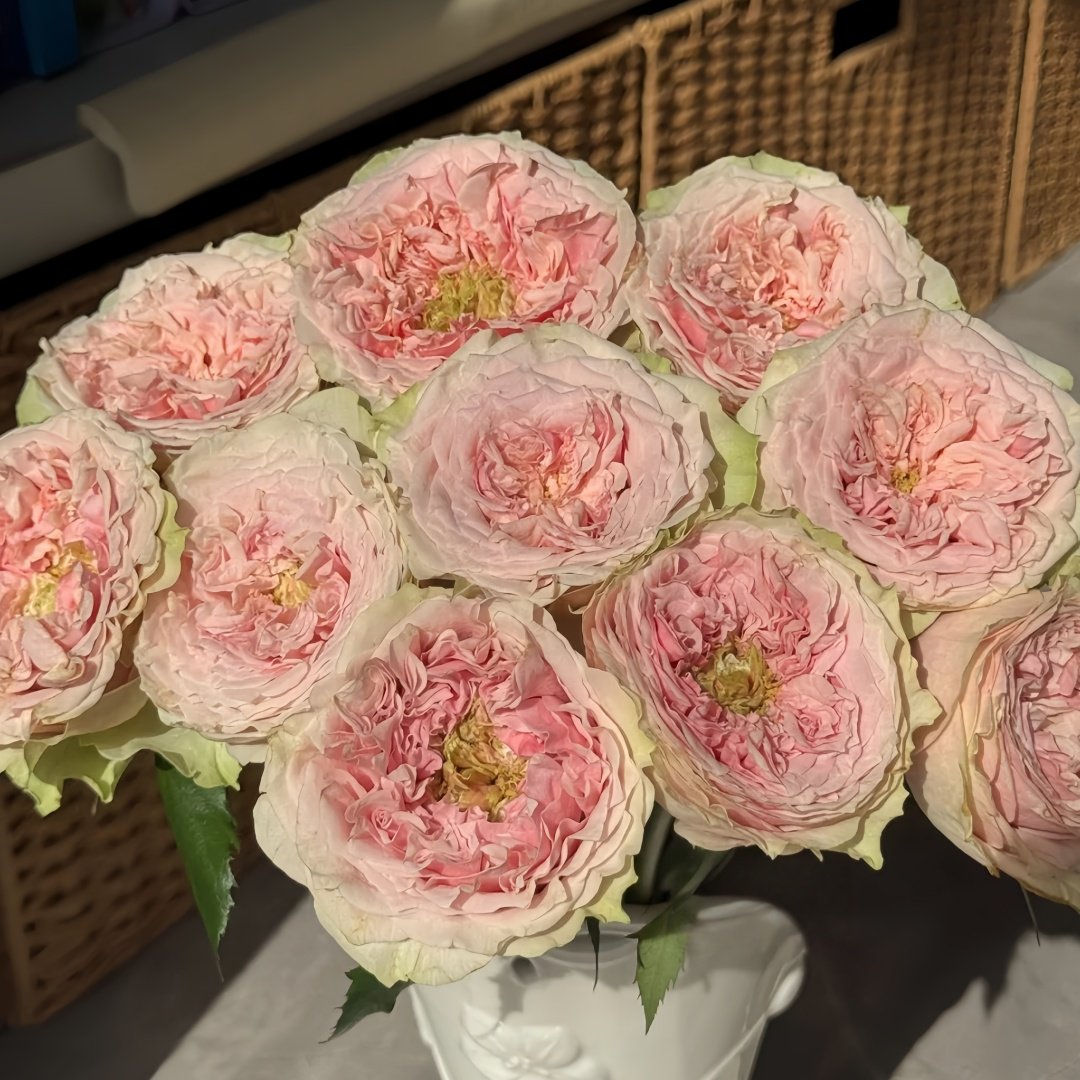 Sweet Eye Rose Plant|甜蜜眼 image 5