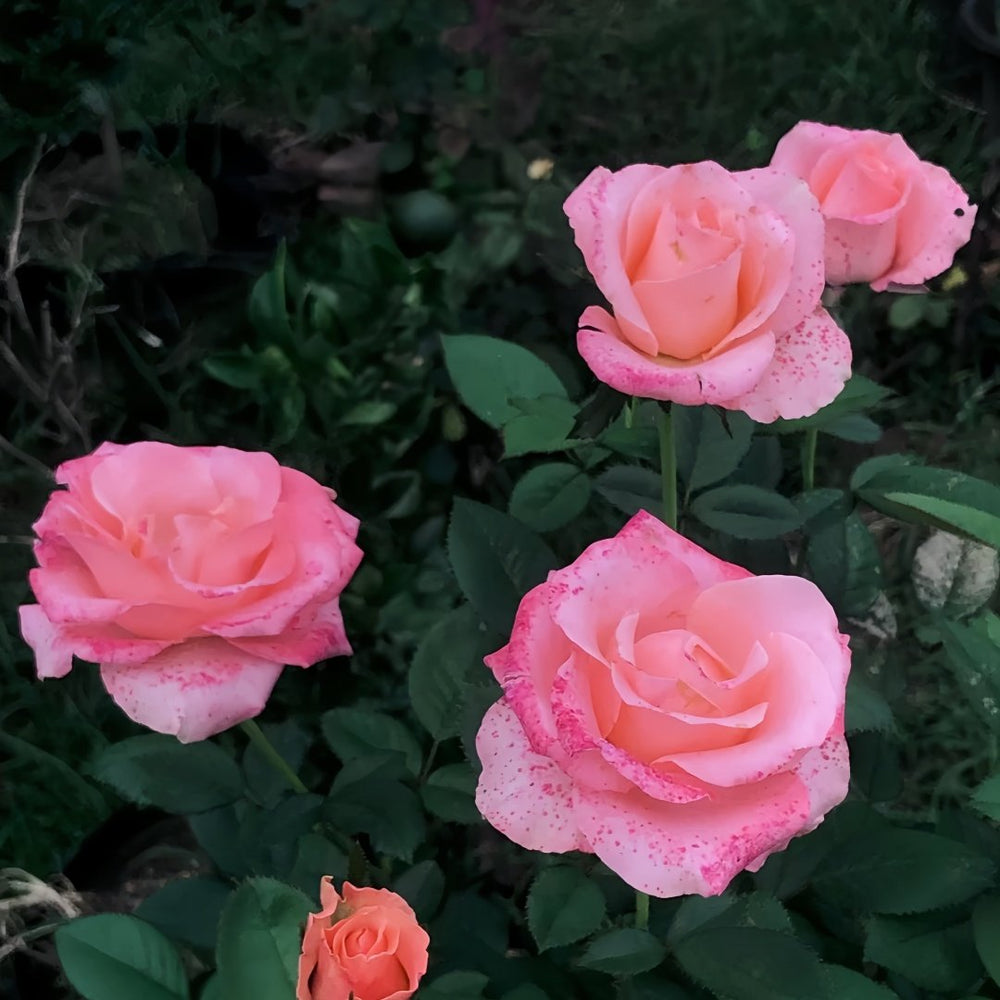 Mousse Rose Plant | 慕斯 image 2