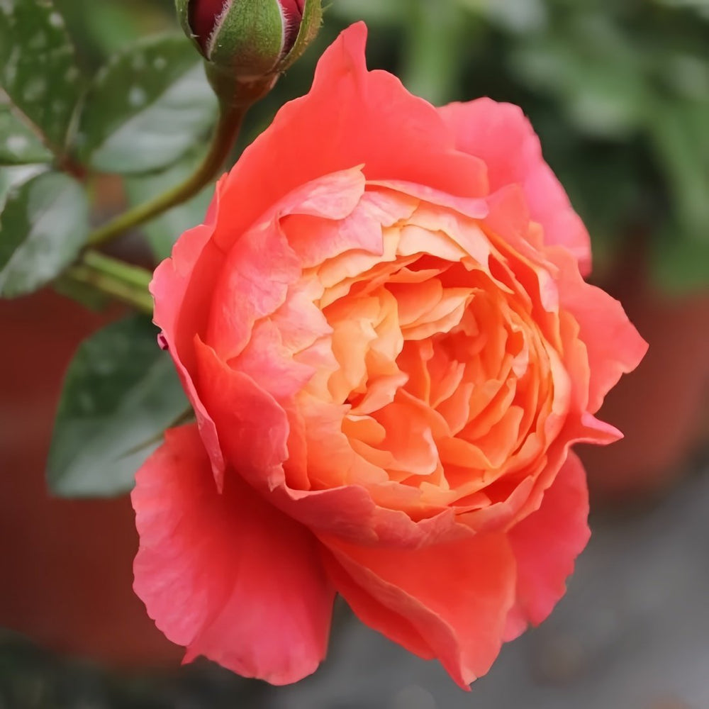 Saturnus King Terazza Rose Plant|土星王阳台 image 1
