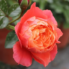 Saturnus King Terazza Rose Plant|土星王阳台 image 1