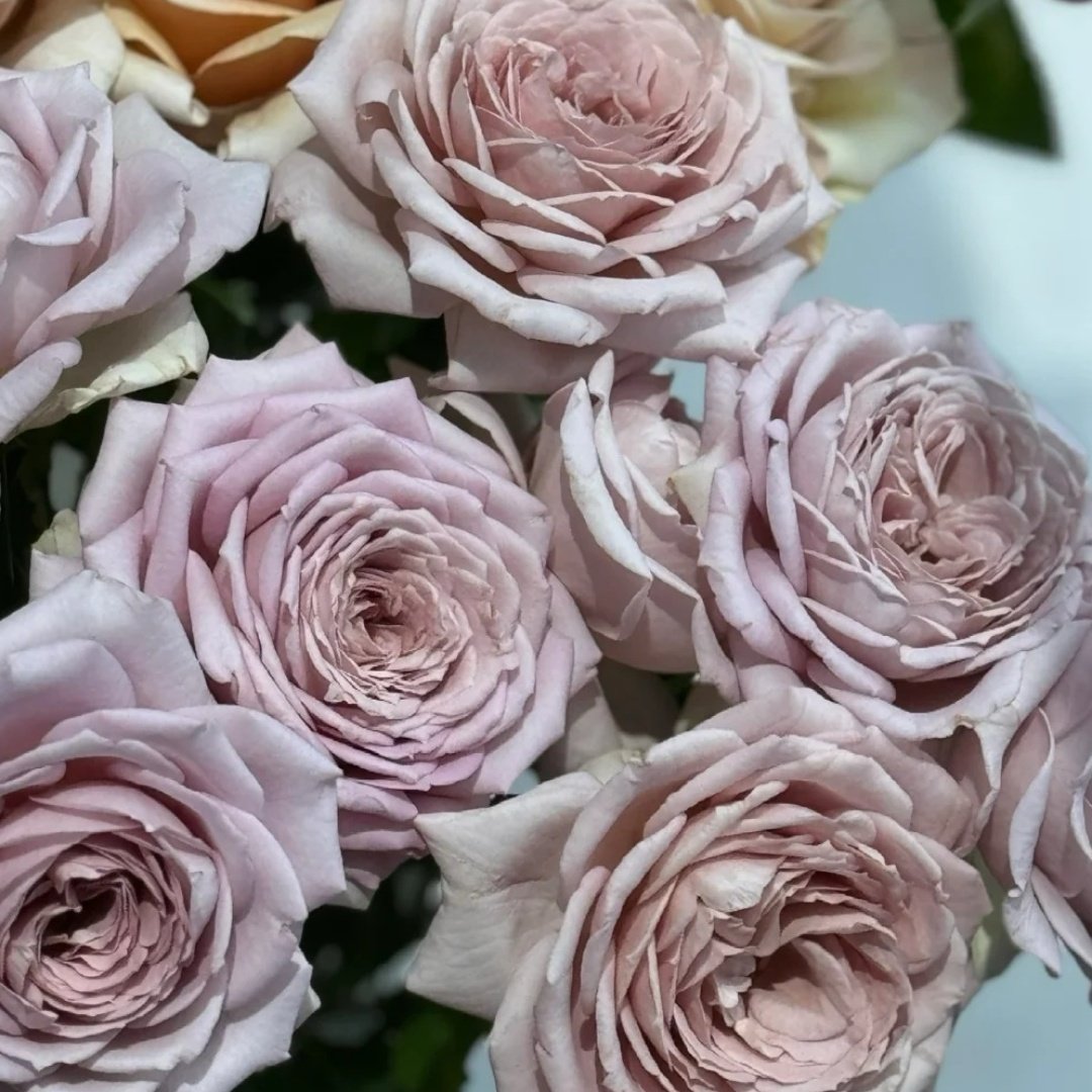 Memoire Rose Plant｜回忆录 image 5