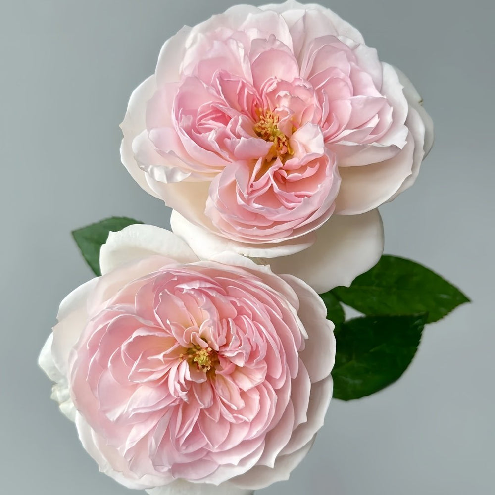 Princess Veil Rose Plant｜公主面纱 image 2