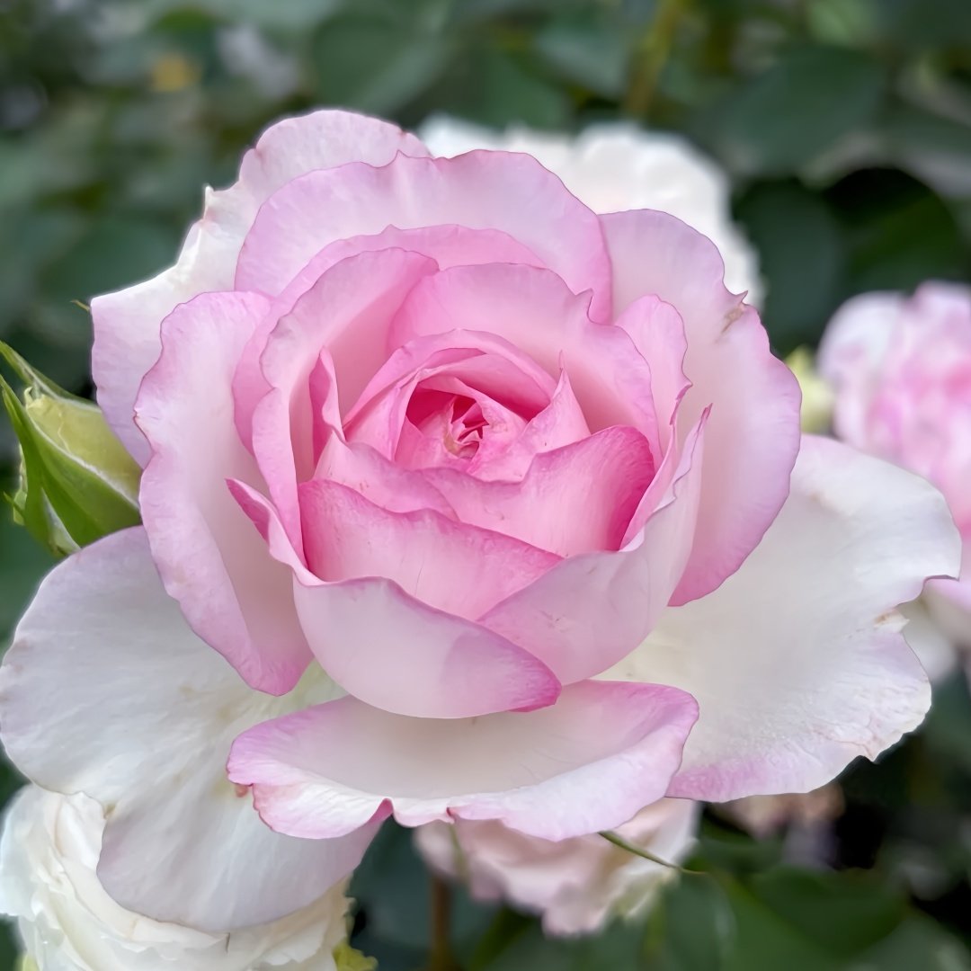 Martha Rose Plant｜玛莎 image 4