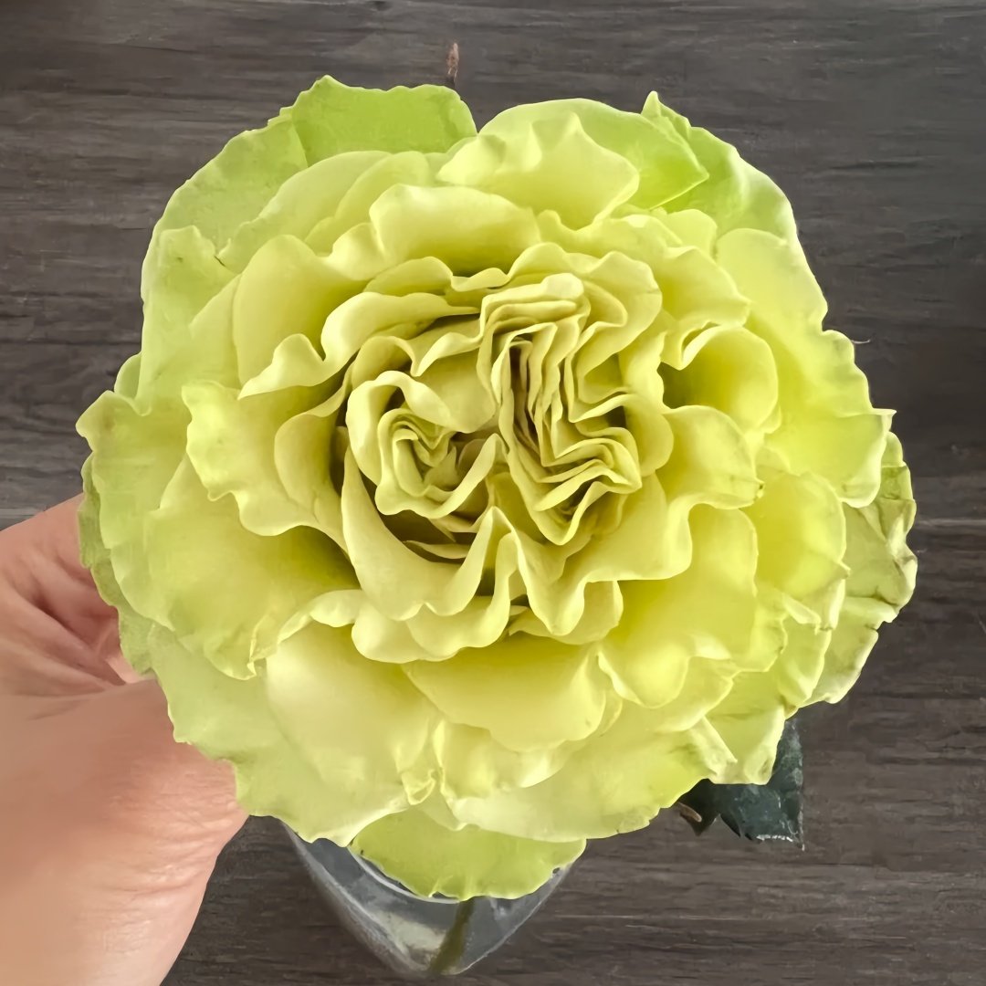 Matcha Rose Plant｜抹茶 image 0