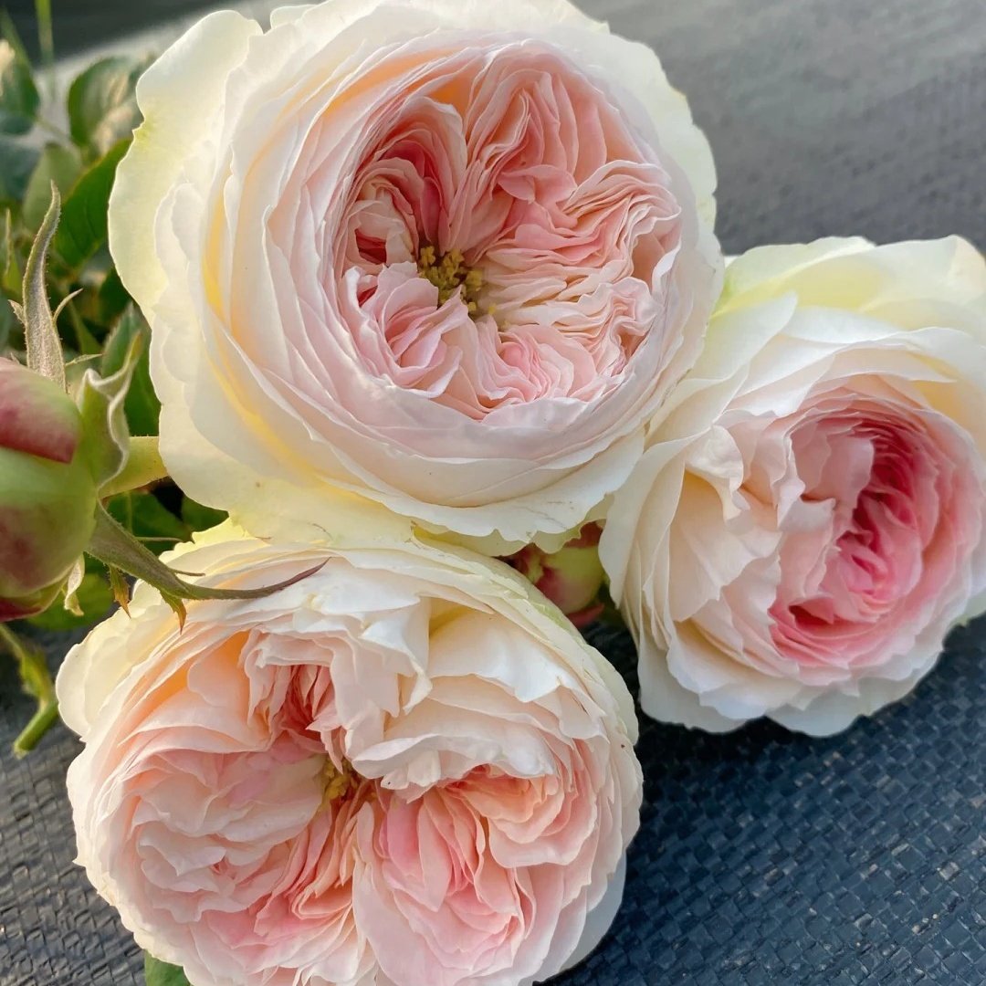 Lorena Summerhouse Rose Plant|雷娜山庄 image 4