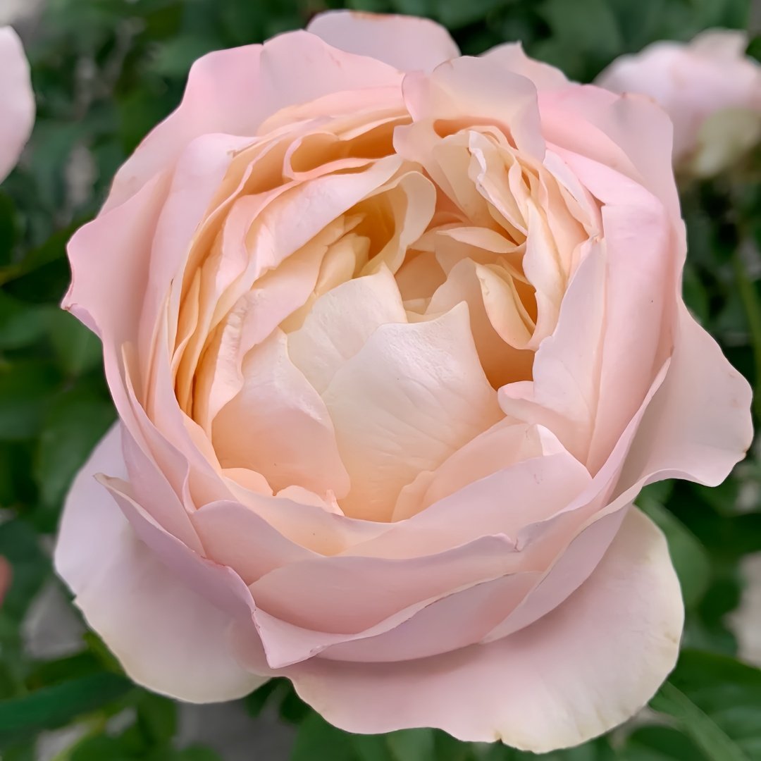 Unforgettable Rose Plant｜难忘 image 8