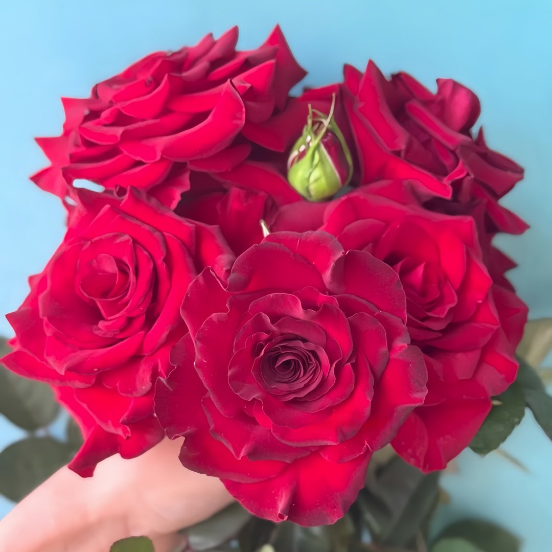 Black Pearl Rose Plant|黑珍珠 image 9