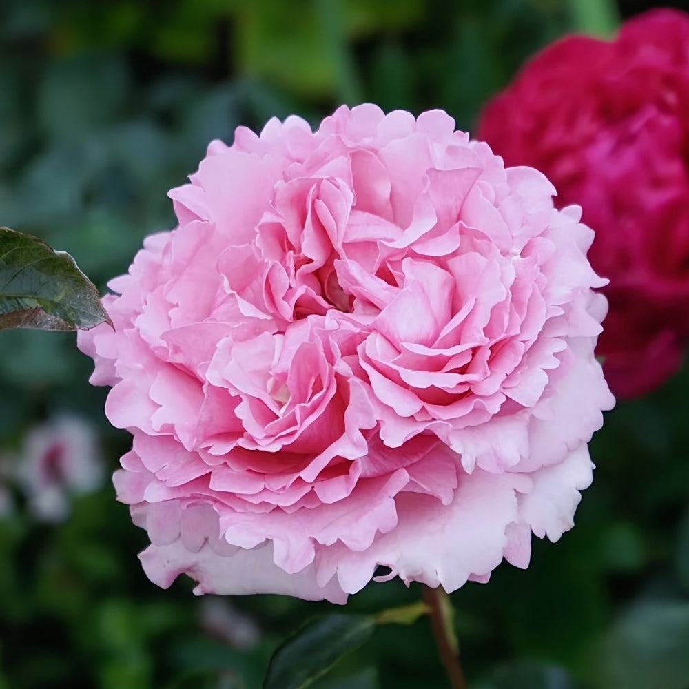 Jeanne Loriod Rose Plant｜伊芙珍妮洛德 image 1