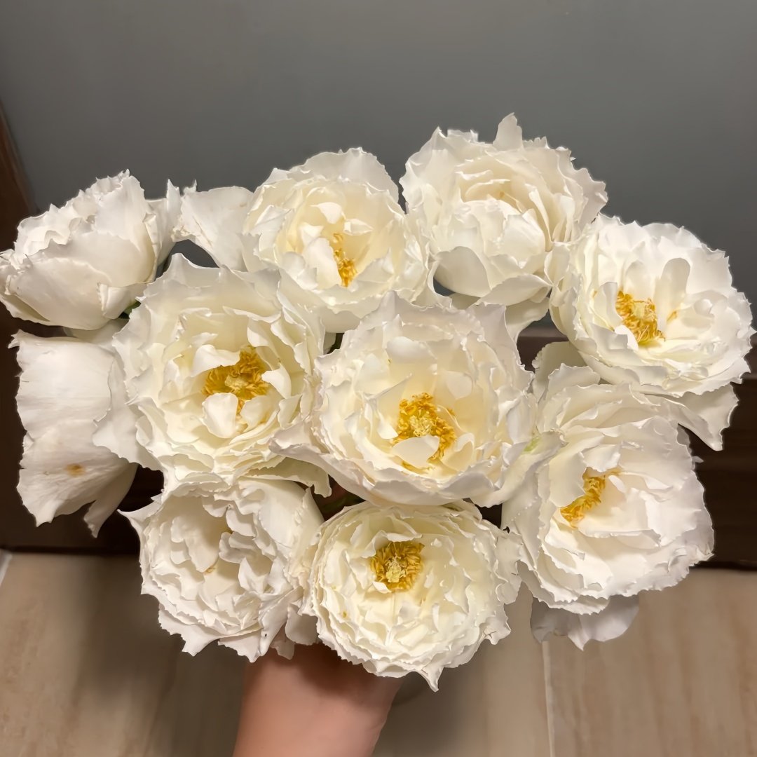 Le Blanc Rose Plant|乐柏/勒布朗 image 8