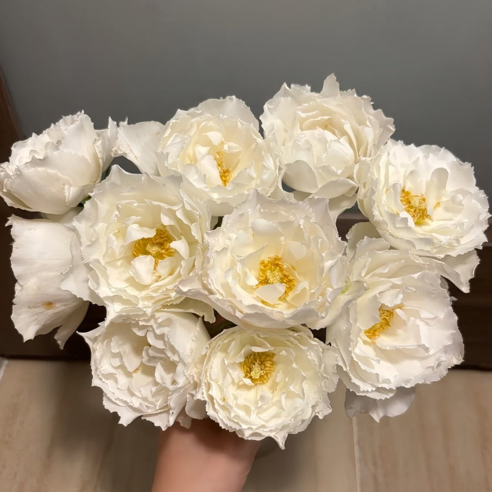 Le Blanc Rose Plant|乐柏/勒布朗 image 8