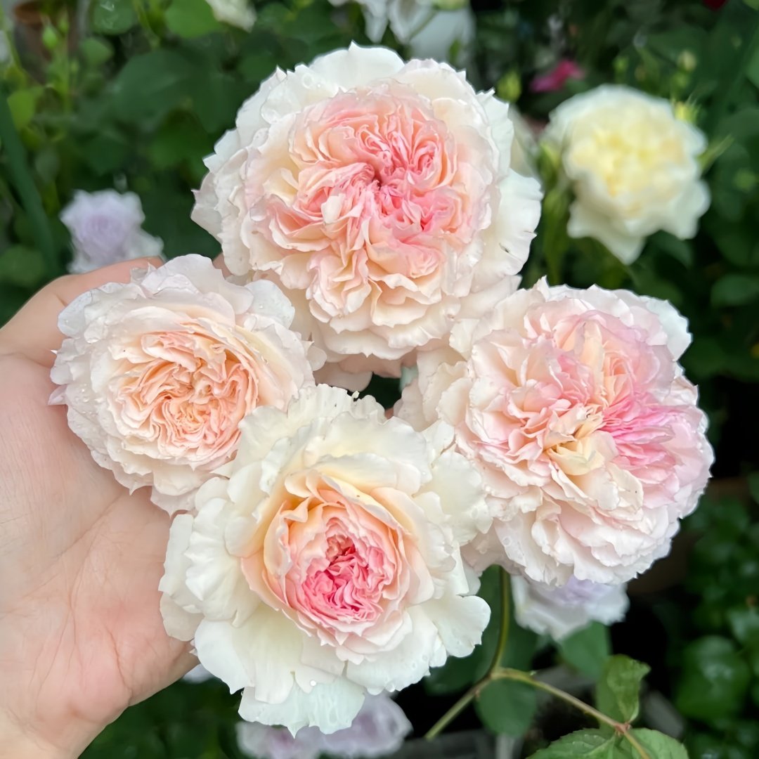 Traumerei Rose Plant | 梦幻曲 image 8