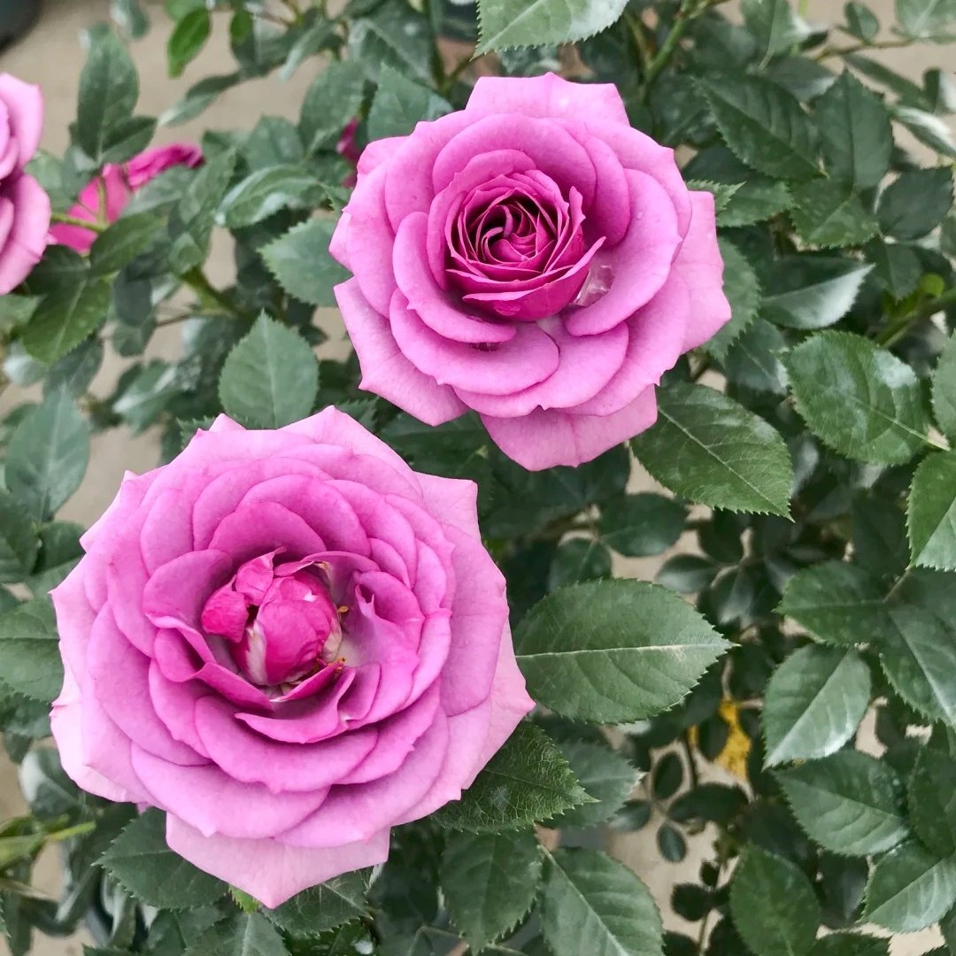 Lavender Flower Circus Rose Plant｜薰衣草门廊 image 13