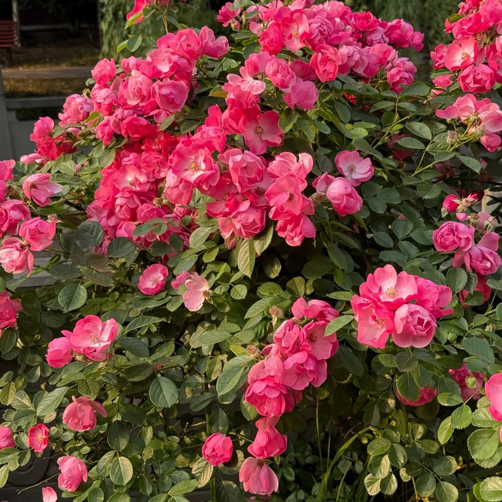 Angela Rose Plant｜安吉拉 image 7