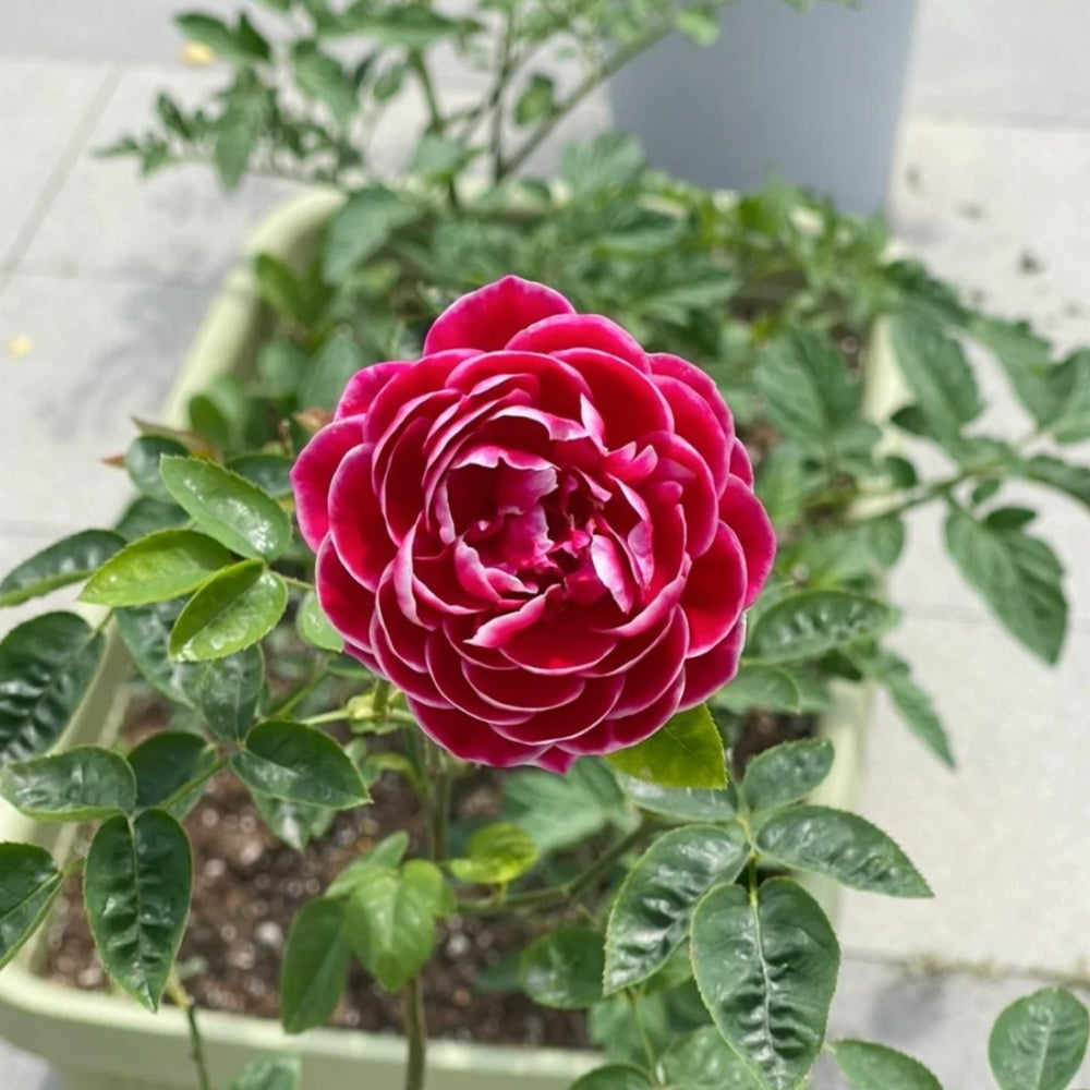 Marie Rose Plant｜玫瑰玛丽 image 6