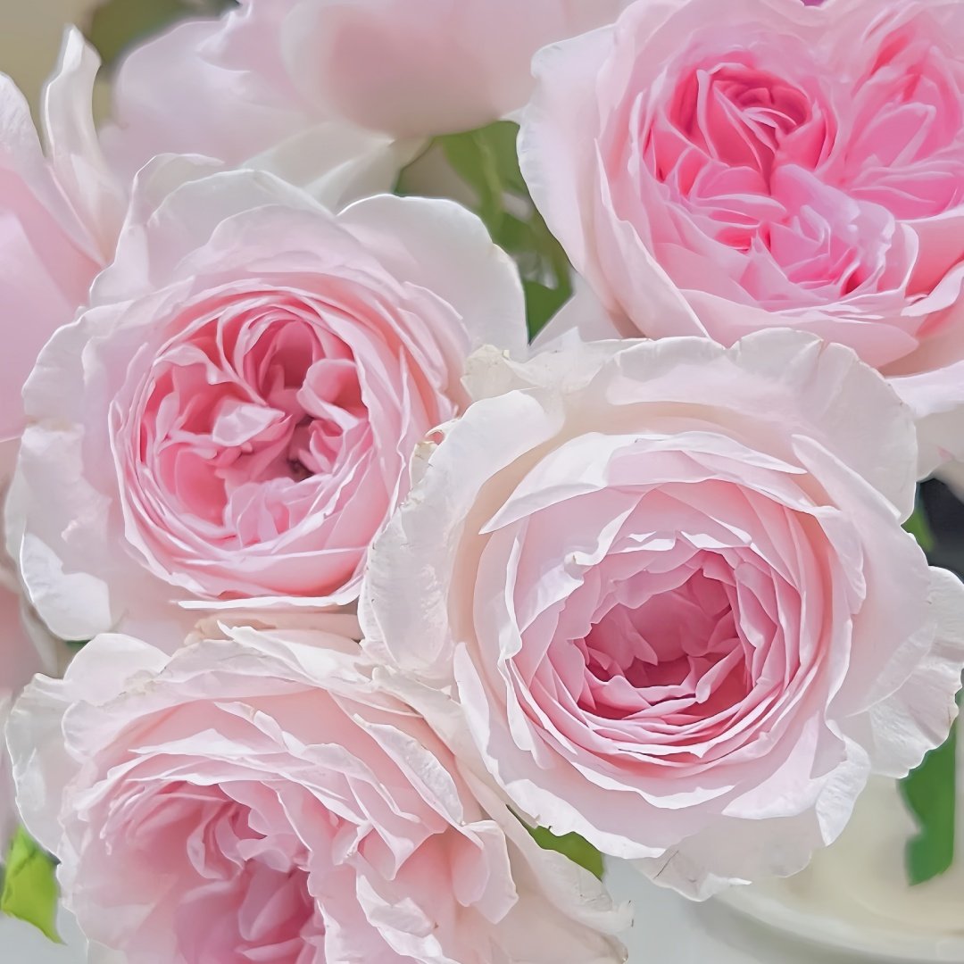 Roselyne Rose Plant｜罗斯丽娜 image 7