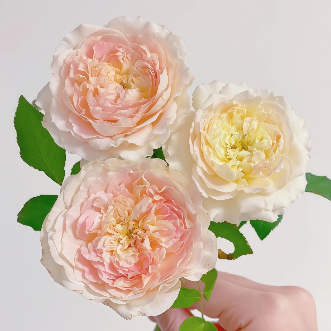 Muyunsi Rose Plant|暮云思 image 3