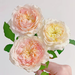 Muyunsi Rose Plant|暮云思 image 3