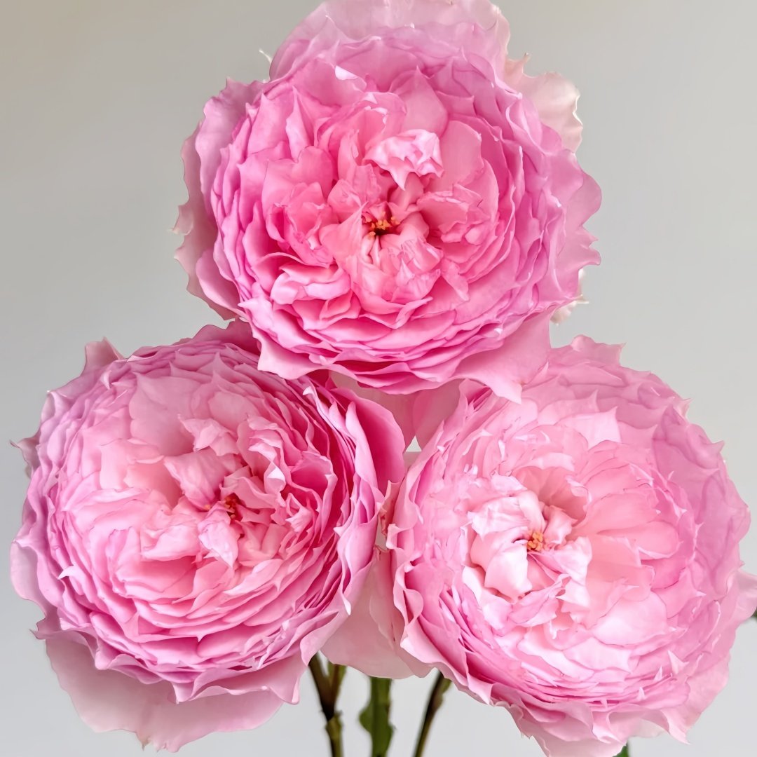 Rongrongyue Rose Plant|溶溶月 image 1