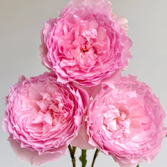 Rongrongyue Rose Plant|溶溶月 image 1