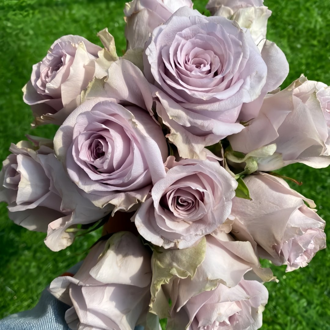 Sivery Light Rose Plant|月光曲 image 9
