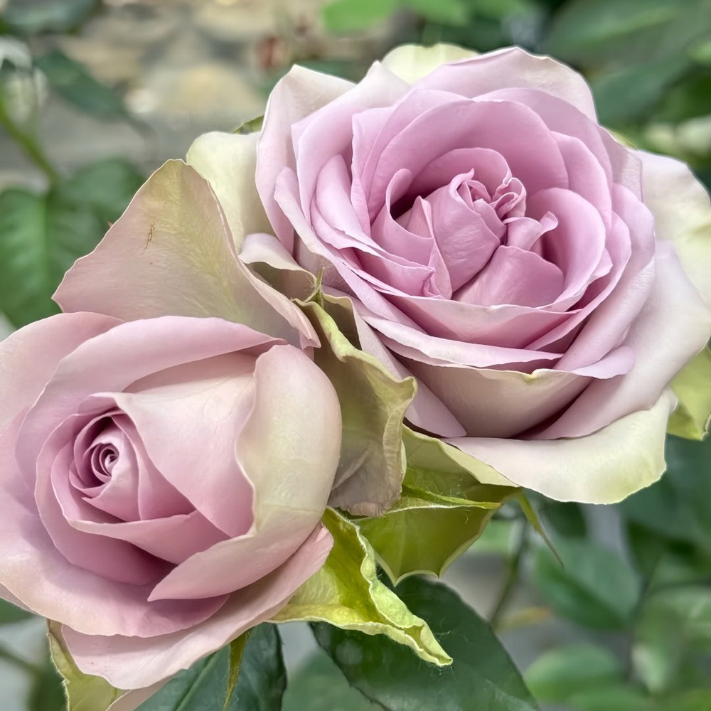 Amnesia Rose Plant|失忆 image 8