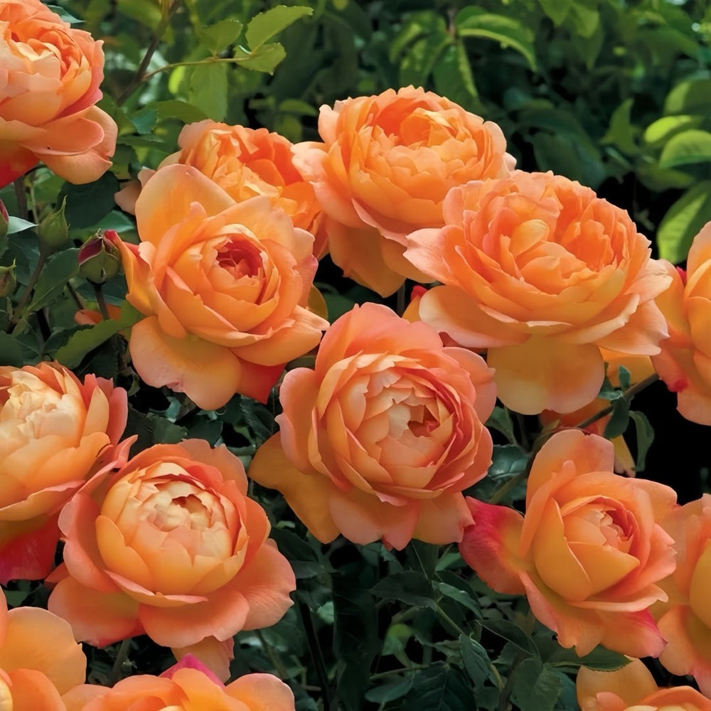 Lady Of Shalott Rose Plant | 夏洛特夫人 image 3