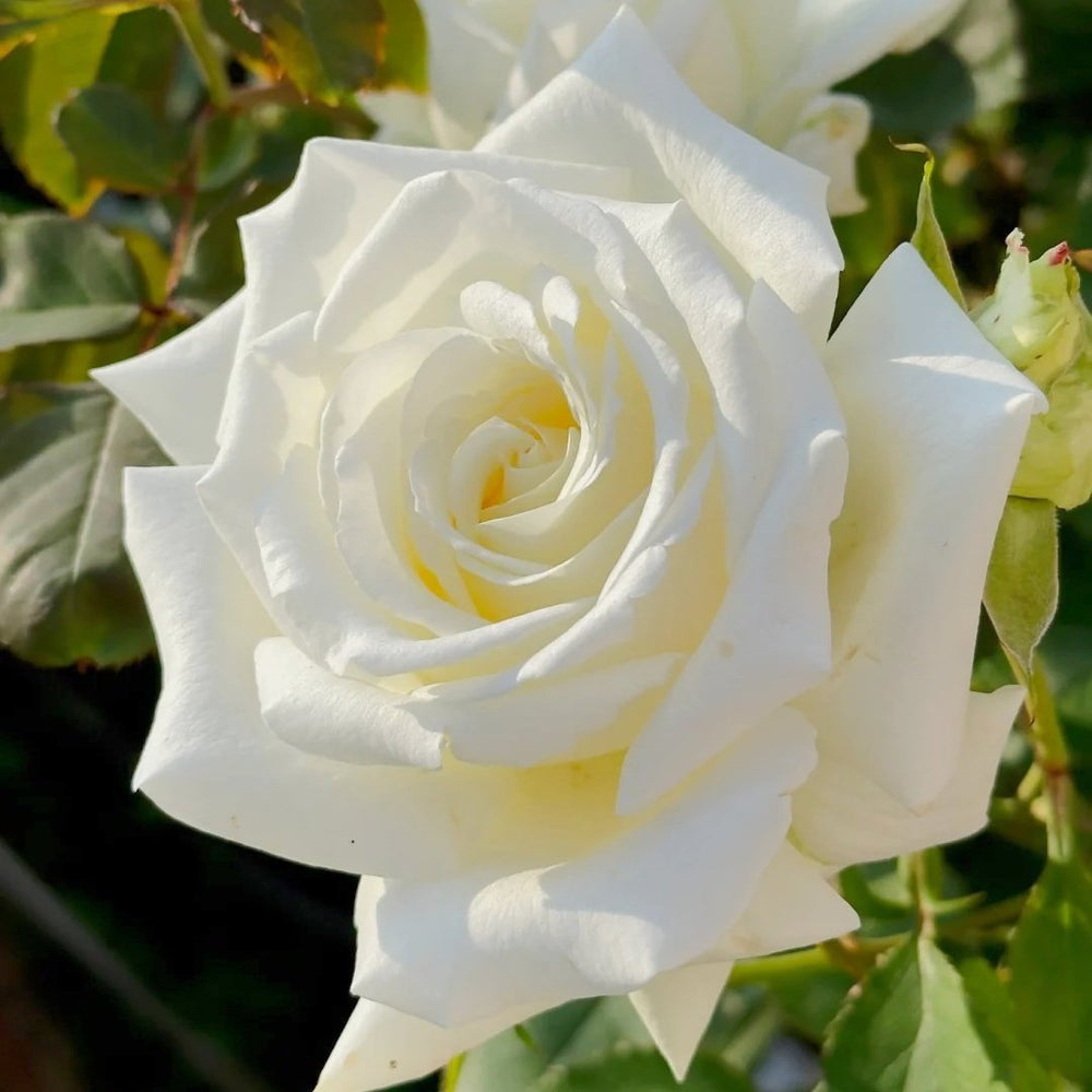 Pope John Paul II Rose Plant|保罗二世 image 4