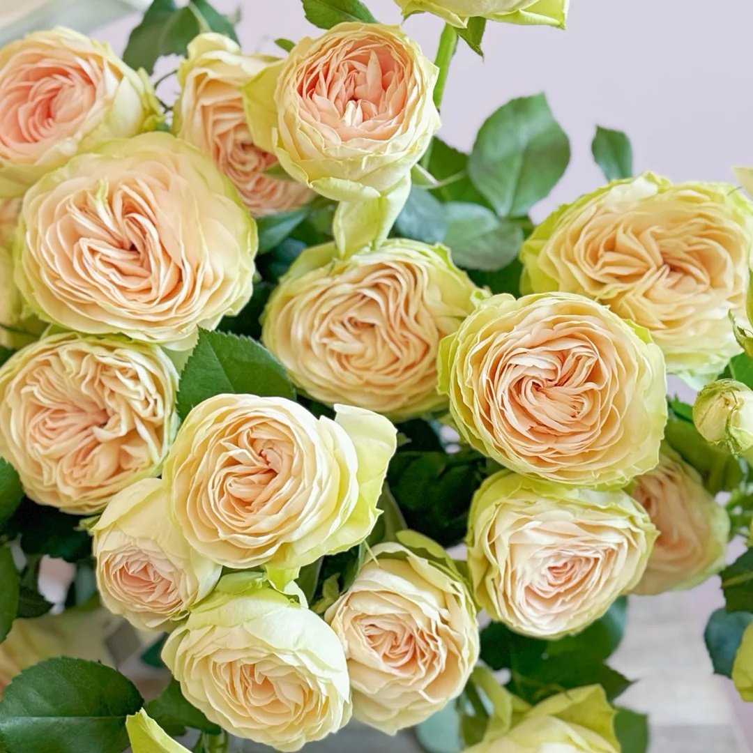Darlene Rose Plant | 抹茶小小酥 image 5