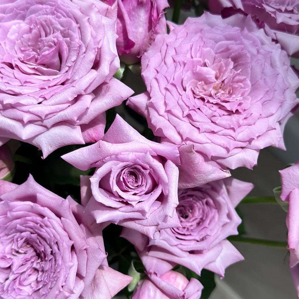 Windy Night Rose Plant|风之夜 image 8