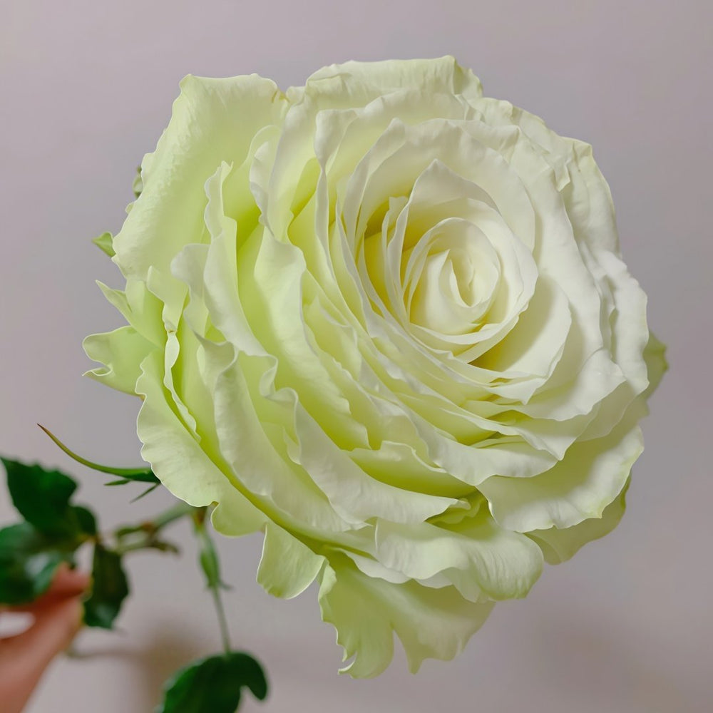 Moonstone Rose Plant|月光石 image 6