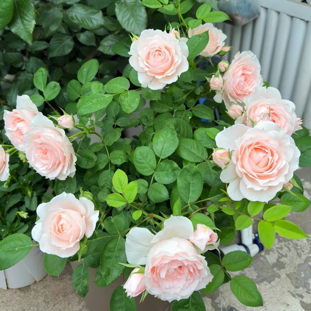 Yuzhi Rose Plant|玉脂 image 9