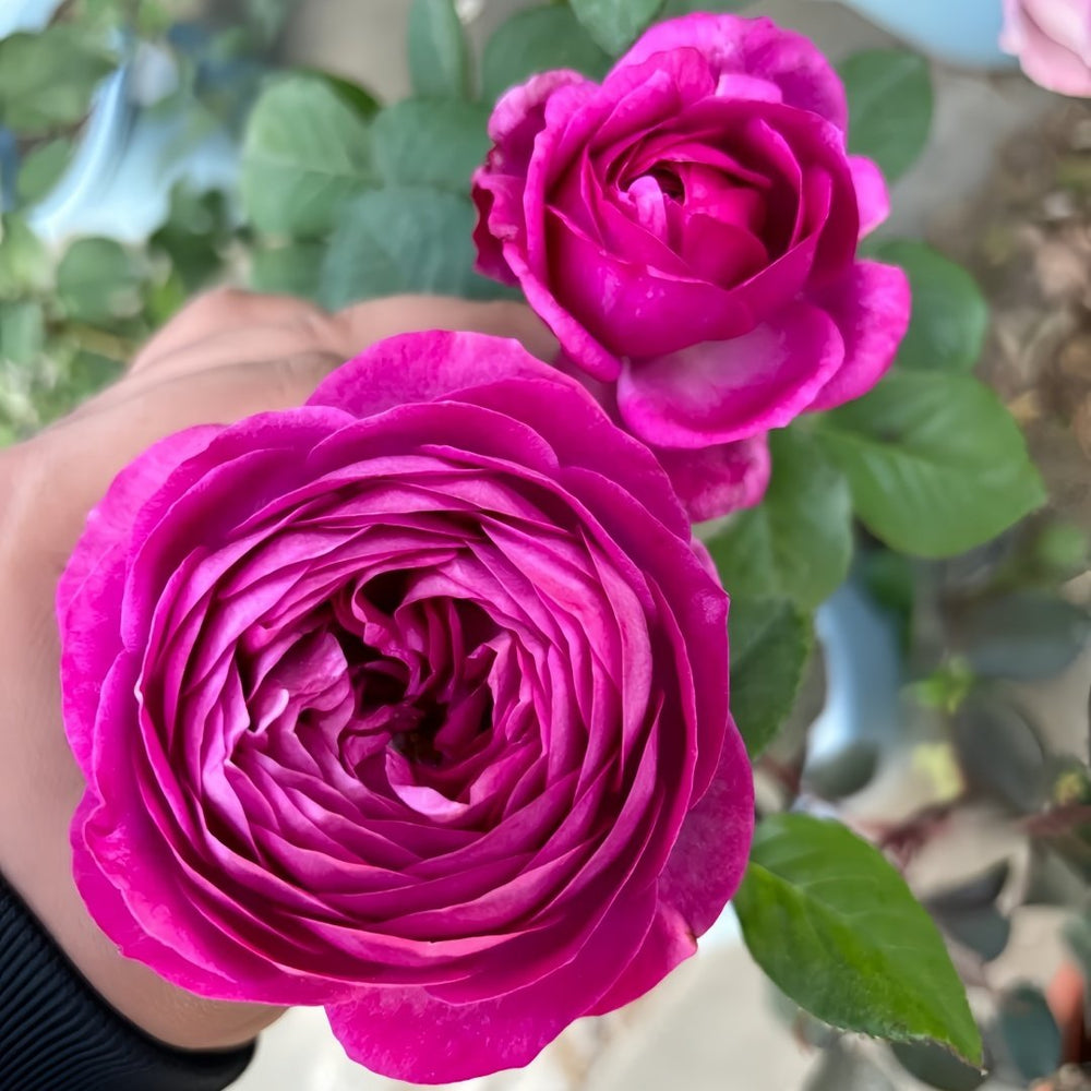 Thelma Rose Plant|塞尔玛 image 3
