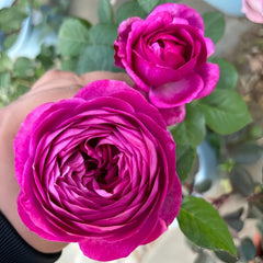 Thelma Rose Plant|塞尔玛 image 3
