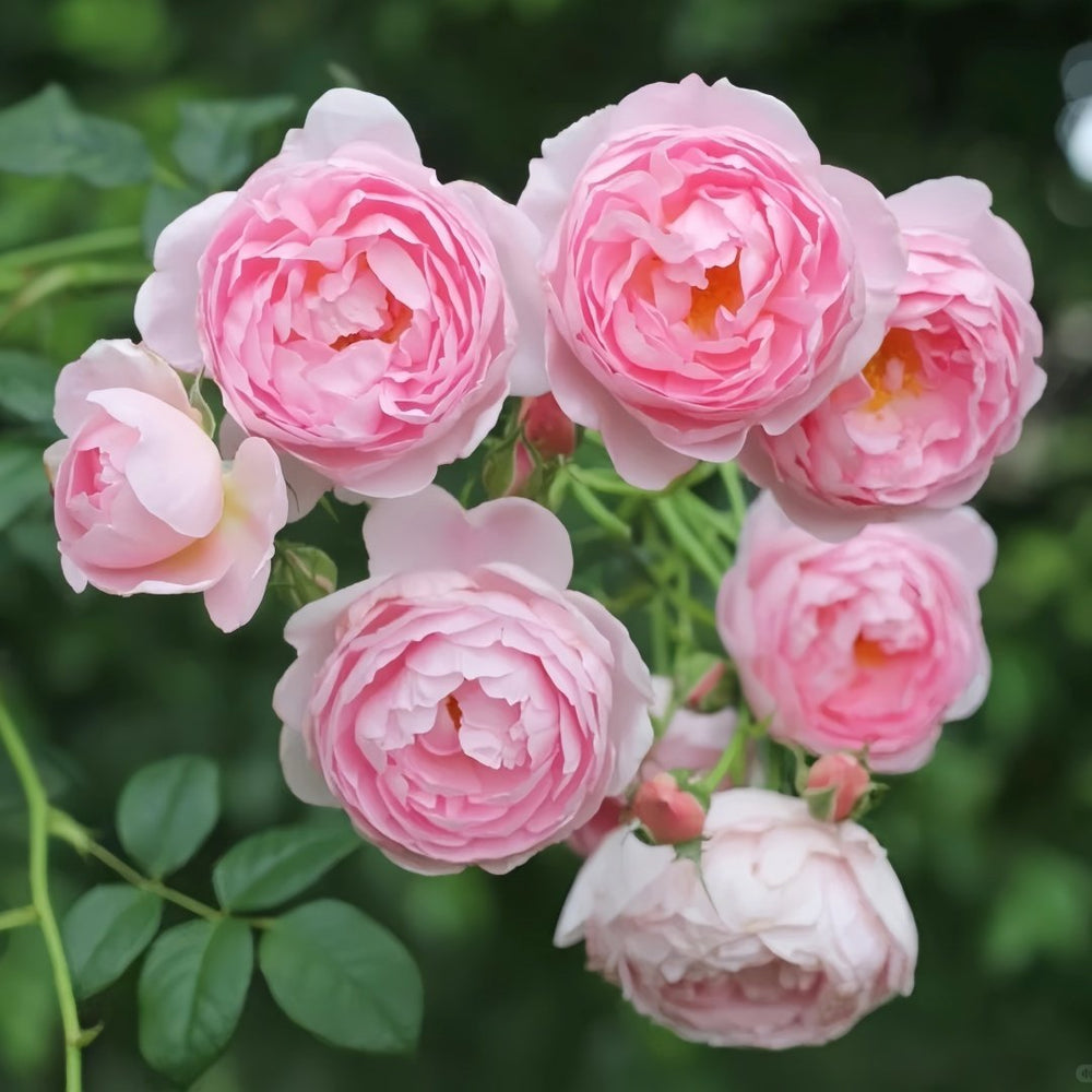 Scepter’d Isle Rose Plant｜权杖岛玫瑰 image 3