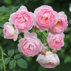 Scepter’d Isle Rose Plant｜权杖岛玫瑰 image 3
