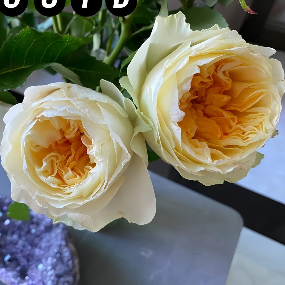 Antonia Garden Rose Plant | 安东尼亚花园 image 5