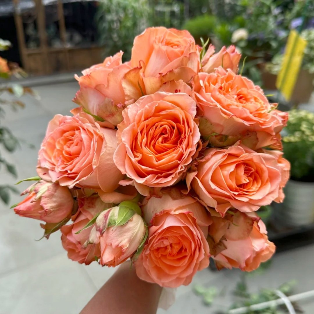 Orange Romantica Rose Plant｜浪漫橙色 image 0