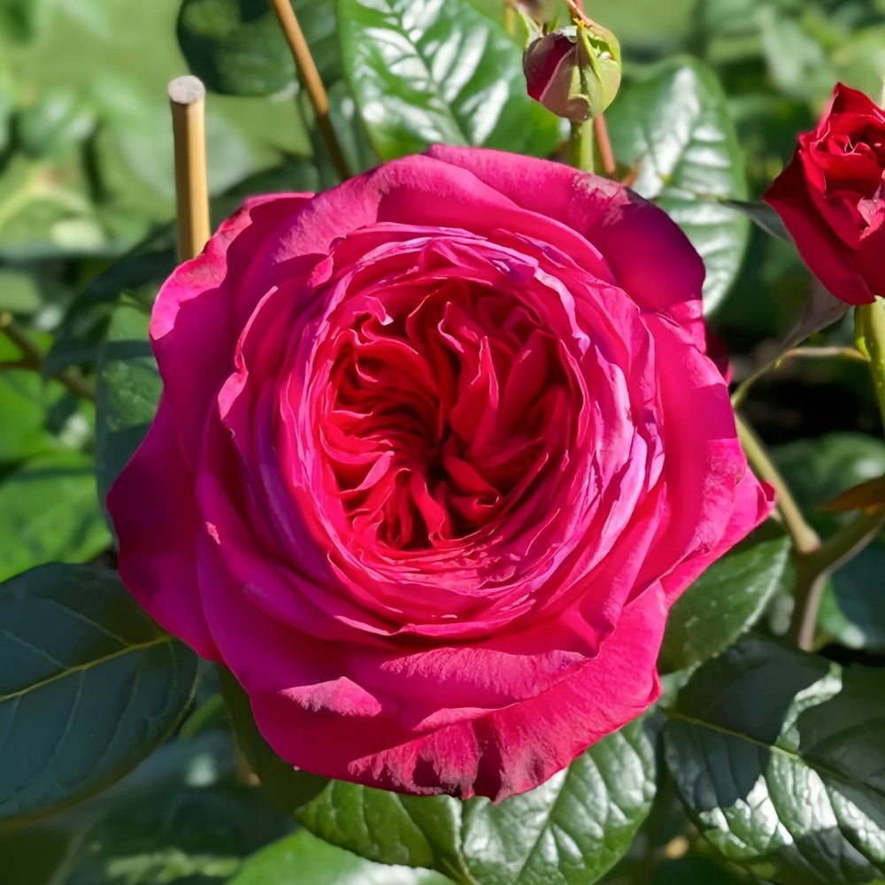 Capability Rose Plant | 才能 image 1