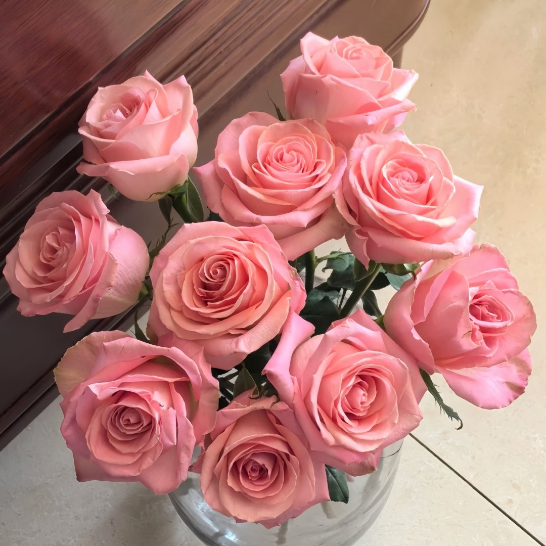 Hemosa Rose Plant ｜赫莫萨 image 5
