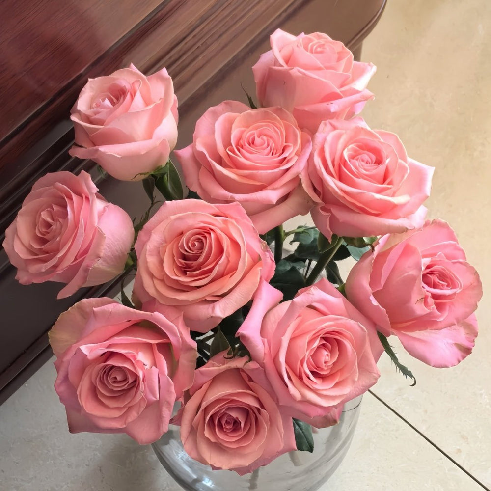 Hemosa Rose Plant ｜赫莫萨 image 5