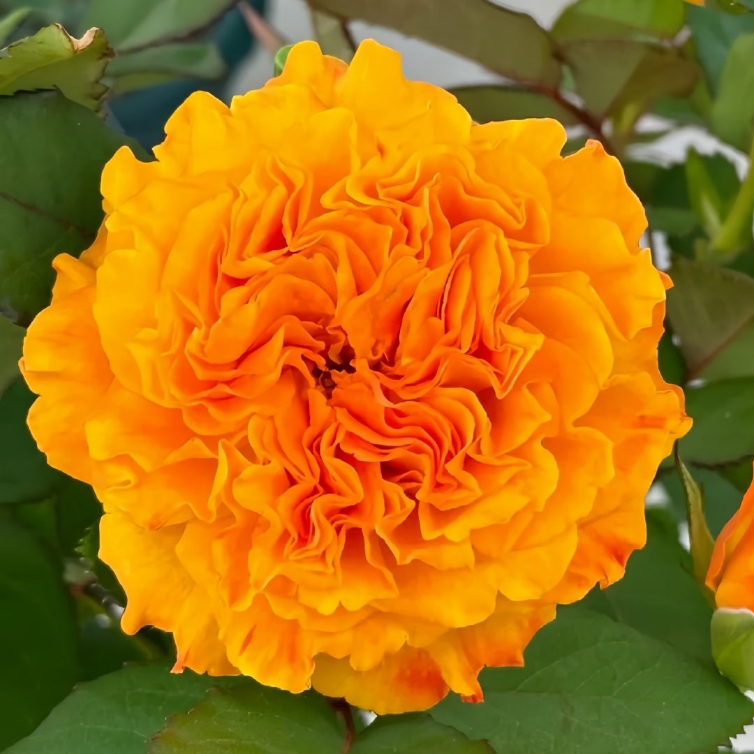 Mango Lieber Rose Plant|芒果酒吧/芒果丽娃 image 0